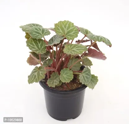 VH Veryhom Strawberry Begonia (Saxifraga stolonifera) Live Plant-thumb5