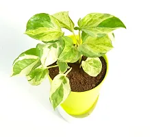 N'Joy Money Plant | Money Pothos N' joy Good Luck Vastu Live Plant With Self Watering Pot By Veryhom-thumb3