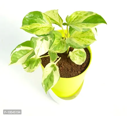 N'Joy Money Plant | Money Pothos N' joy Good Luck Vastu Live Plant With Self Watering Pot By Veryhom-thumb4