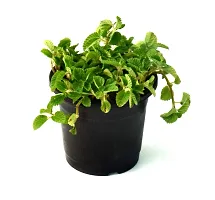 Mentha piperita (Mint) Pudina Live Plant By Veryhom-thumb2