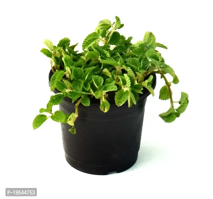 Mentha piperita (Mint) Pudina Live Plant By Veryhom-thumb3