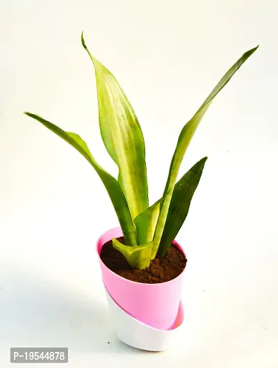 Sansevieria trifasciata ?Mother-in-law?s Tongue? Snake Plant With Self Watering Pot by Veryhom