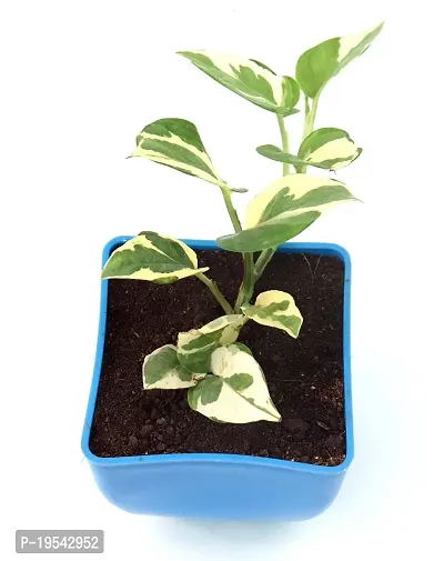 N'Joy Money Plant | Money Pothos N' joy Good Luck Vastu Live Plant By Veryhom-thumb0