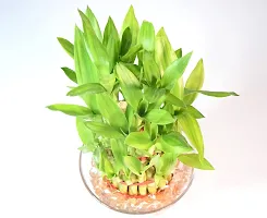 Vh Veryhom Lucky Bamboo 3 Layer Plant For Vastu And Feng Shui By Veryhom-thumb3