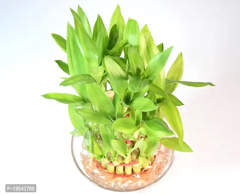 Vh Veryhom Lucky Bamboo 3 Layer Plant For Vastu And Feng Shui By Veryhom-thumb4