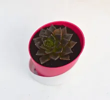 Vishnu Kamal Echeveria black prince Succulent in Self Watering Pot By VH Veryhom-thumb3