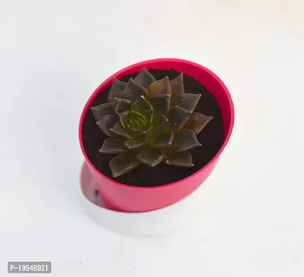 Vishnu Kamal Echeveria black prince Succulent in Self Watering Pot By VH Veryhom-thumb4