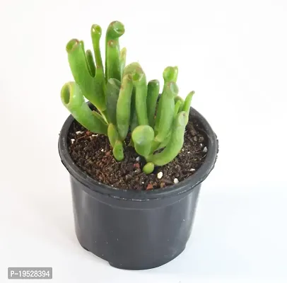 India Gardening Crassula Ovata, Gollum Jade | Money Plant Succulent By India Gardening-thumb2