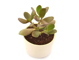 Crassula Ovata Jade Plant Good Luck Vastu Plant in Ceramic Pot by Veryhom-thumb2