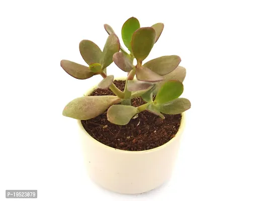 Crassula Ovata Jade Plant Good Luck Vastu Plant in Ceramic Pot by Veryhom-thumb3