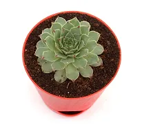 Original Red Tip Laxmi Kamal Plant in Self Watering Pot | Lakshmi Kamal Succulent Plant with pot-thumb2