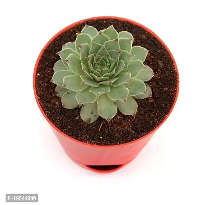 Original Red Tip Laxmi Kamal Plant in Self Watering Pot | Lakshmi Kamal Succulent Plant with pot-thumb3