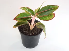 Chinese evergreens, Aglaonema Crete by India Gardening-thumb2