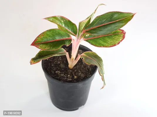 Chinese evergreens, Aglaonema Crete by India Gardening-thumb3