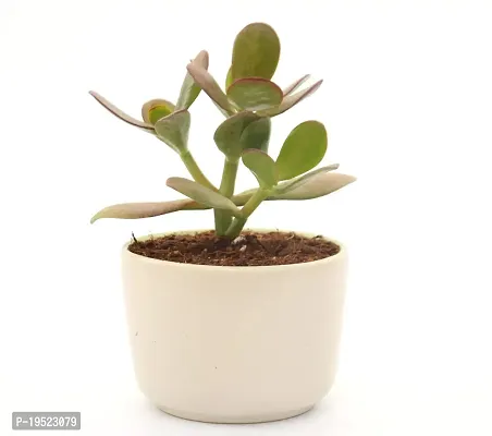 Crassula Ovata Jade Plant Good Luck Vastu Plant in Ceramic Pot by Veryhom