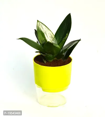 Sansevieria longiflora, Sansevieria Snake Plant With Self Watering pot by Veryhom-thumb0