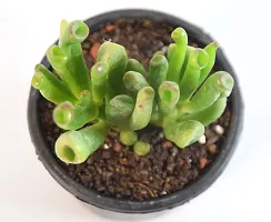 India Gardening Crassula Ovata, Gollum Jade | Money Plant Succulent By India Gardening-thumb2