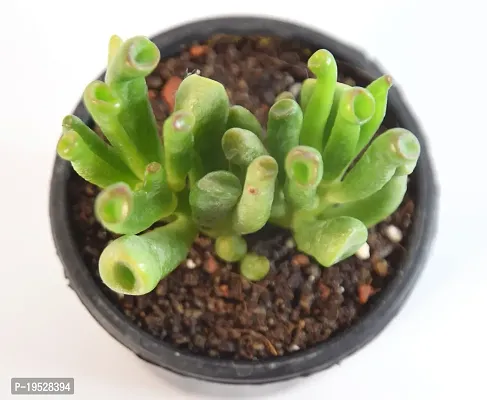 India Gardening Crassula Ovata, Gollum Jade | Money Plant Succulent By India Gardening-thumb3