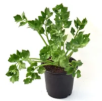 Vh Veryhom Petroselinum Crispum Parsley Leaf Live Plant By Veryhom-thumb2