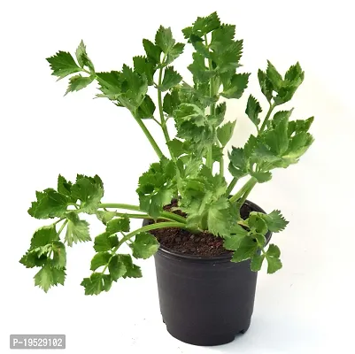 Vh Veryhom Petroselinum Crispum Parsley Leaf Live Plant By Veryhom-thumb3