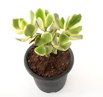 Veryhom Crassula Ovata | Jade Plant | Money Plant | Indoor Plant | Good Luck Vastu Plant for your Indoor gardening | Plant gift for functions | Healthy and beautiful indoor plant-thumb1