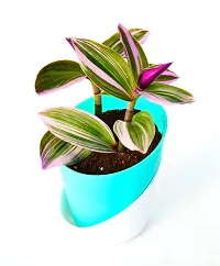 Pink Wandering Jew Plant Rare Tradescantia Nanouk Lilac Plant with Self Watering Pot By Veryhom-thumb1