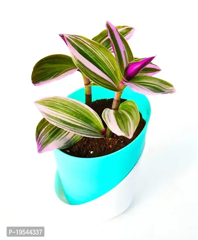 Pink Wandering Jew Plant Rare Tradescantia Nanouk Lilac Plant with Self Watering Pot By Veryhom-thumb2