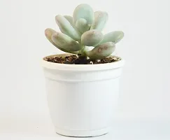 Pachyphytum Oviferum,Moon Stone Succulent Live Plant sugaralmond plant For Vastu by India Gardening-thumb2