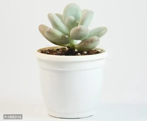 Pachyphytum Oviferum,Moon Stone Succulent Live Plant sugaralmond plant For Vastu by India Gardening-thumb3