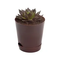 Vishnu Kamal Echeveria black prince Succulent in Self Watering Pot By India Gardening-thumb3