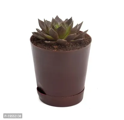 Vishnu Kamal Echeveria black prince Succulent in Self Watering Pot By India Gardening-thumb4