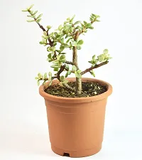 Portulacaria afra Jade Plant Elephant Bush by Veryhom-thumb2