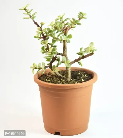 Portulacaria afra Jade Plant Elephant Bush by Veryhom-thumb3