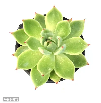 Echeveria agavoides Crested Molded Wax Agave By Veryhom