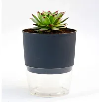 Veryhom Original Red Tip Laxmi Kamal Vastu Plant, Sempervivum Live succulent Plant With Self Watering pot-thumb1