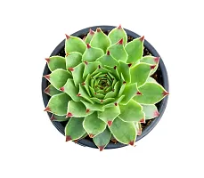 Veryhom Original Red Tip Laxmi Kamal Vastu Plant, Sempervivum Live succulent Plant With Self Watering pot-thumb3