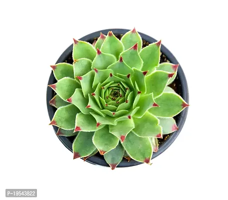 Veryhom Original Red Tip Laxmi Kamal Vastu Plant, Sempervivum Live succulent Plant With Self Watering pot-thumb4