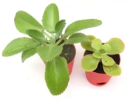 India Gardening Original Set of 2 Succulent plant Kalanchoe Pinnata, Kalanchoe thyrsiflora | Paddle Plant in Self Watering Pot-thumb1