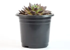 Vishnu Kamal Echeveria black prince Succulent by Veryhom-thumb2