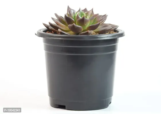 Vishnu Kamal Echeveria black prince Succulent by Veryhom-thumb3