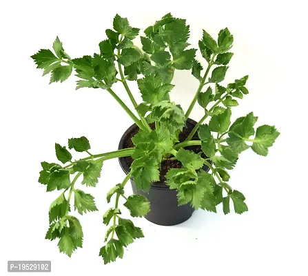 Vh Veryhom Petroselinum Crispum Parsley Leaf Live Plant By Veryhom-thumb0