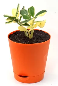 Rare Crassula Ovata Jade Plant Money Plant variegated with Self Watering Pot By Veryhom-thumb2