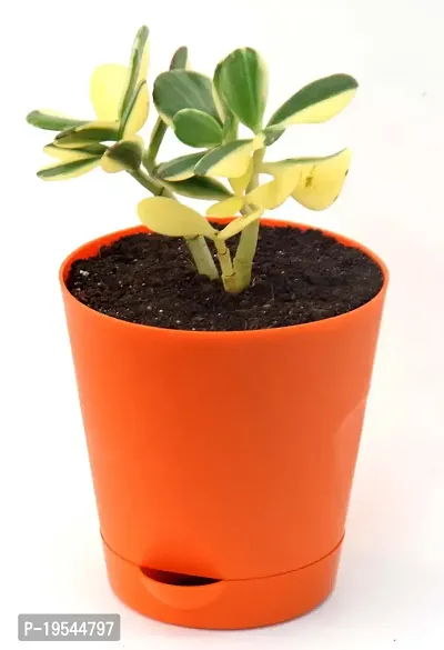 Rare Crassula Ovata Jade Plant Money Plant variegated with Self Watering Pot By Veryhom-thumb3