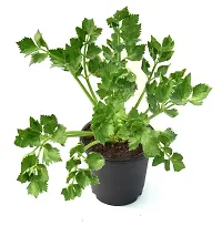 Vh Veryhom Petroselinum Crispum Parsley Leaf Live Plant By Veryhom-thumb1