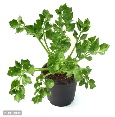 Vh Veryhom Petroselinum Crispum Parsley Leaf Live Plant By Veryhom-thumb2