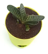 Gasteria Succulent Live Plant Gasteria spp. Cow-tongue, Bredasdorp Gasteria,in Self Watering Pot by Veryhom-thumb1