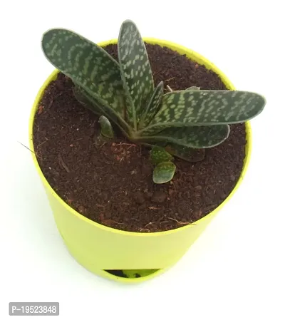 Gasteria Succulent Live Plant Gasteria spp. Cow-tongue, Bredasdorp Gasteria,in Self Watering Pot by Veryhom-thumb2