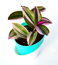 Pink Wandering Jew Plant Rare Tradescantia Nanouk Lilac Plant with Self Watering Pot By Veryhom-thumb2