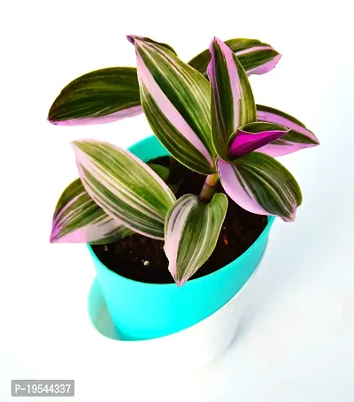 Pink Wandering Jew Plant Rare Tradescantia Nanouk Lilac Plant with Self Watering Pot By Veryhom-thumb3