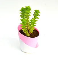 String of buttons (Crassula perforata) Plant With Self Watering Pot By Veryhom-thumb1